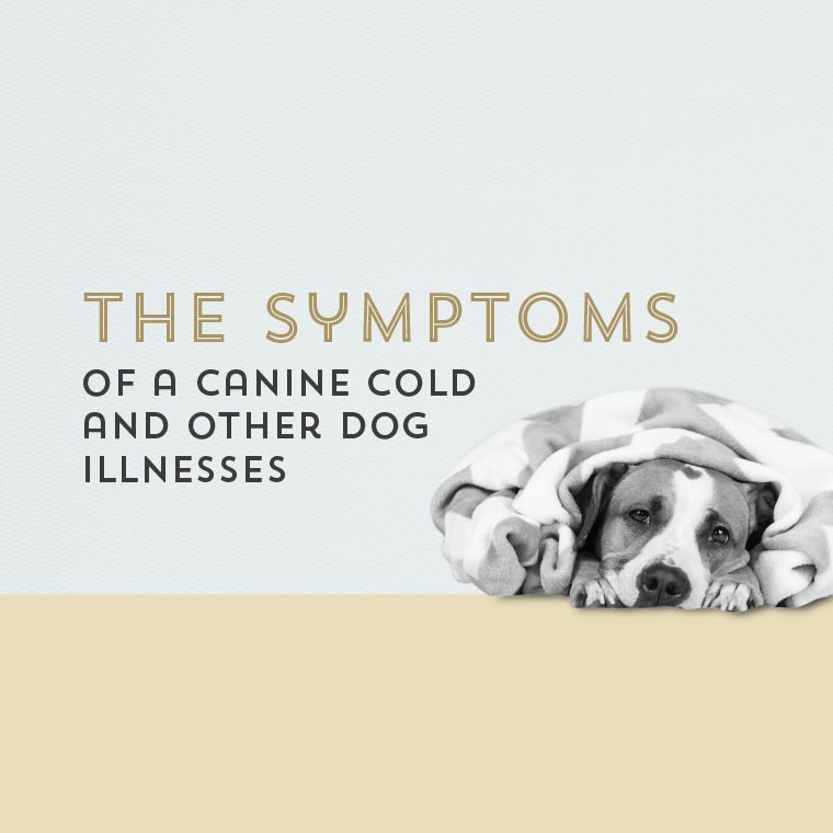Canine colds and other dog illnesses