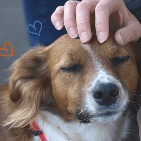 Dementia Action Awareness