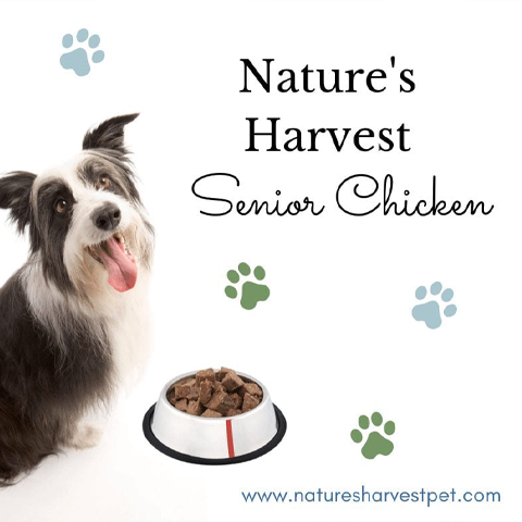 Spotlight: Senior Dog Nutrition