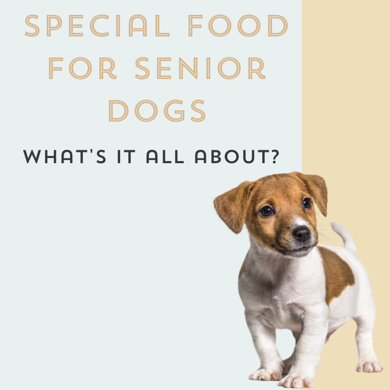 The importance of feeding senior dog food recipes & other tips