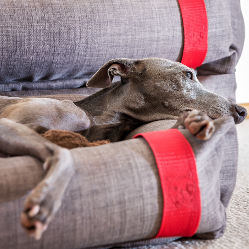 NufNuf Bobbie Bed: The Ultimate Comfort for Your Dog.
