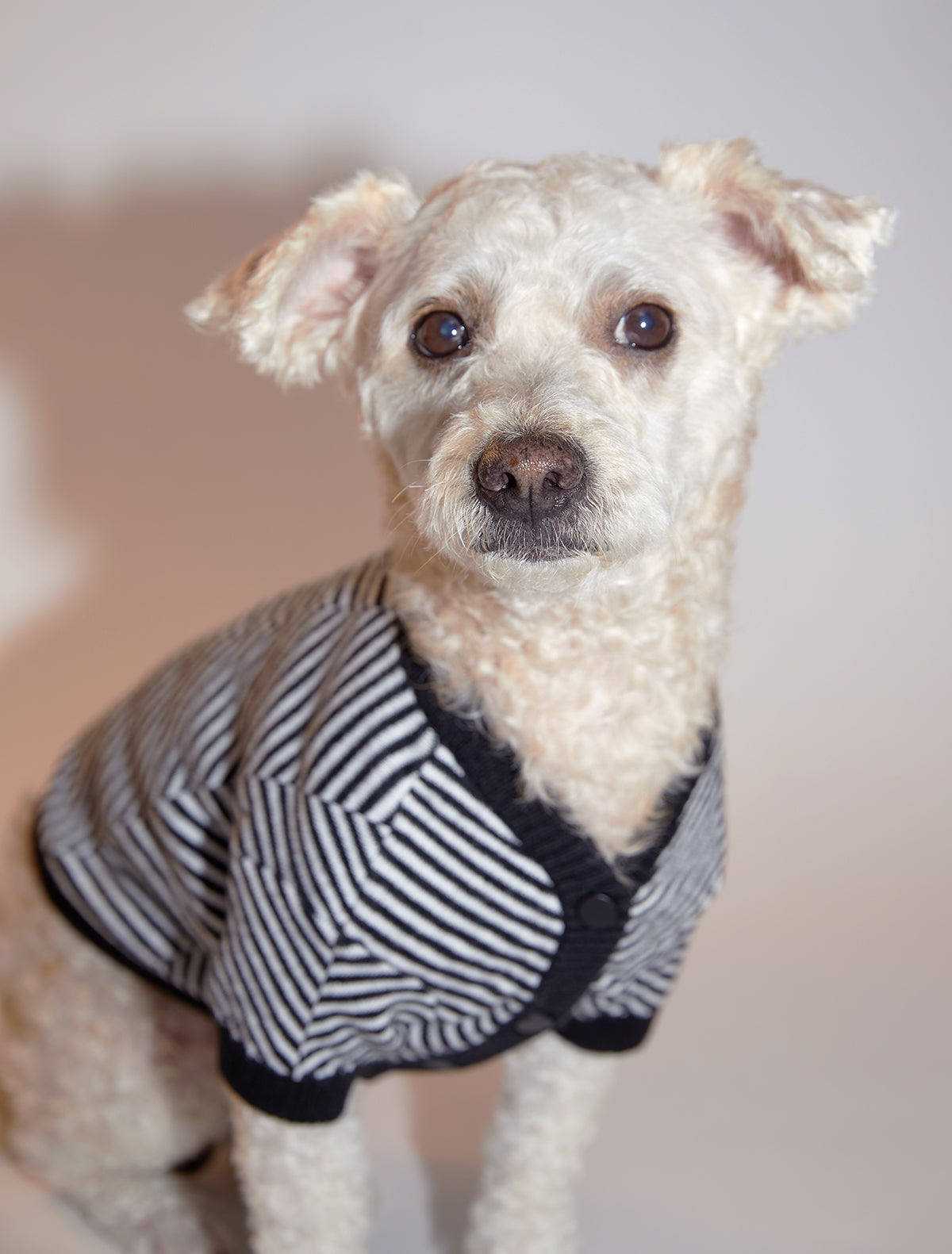 Zig Zag Cardigan Sweater