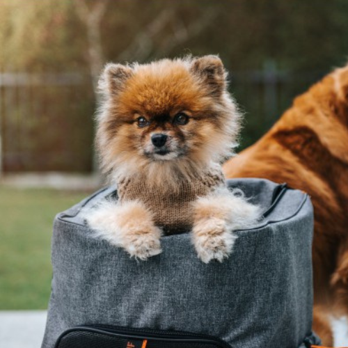 NufNuf Pet Carrier BackPack.