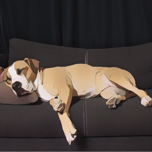 A tan and white dog is peacefully sleeping on a dark grey sofa with its head resting on a cushion, stretched out in a relaxed position.