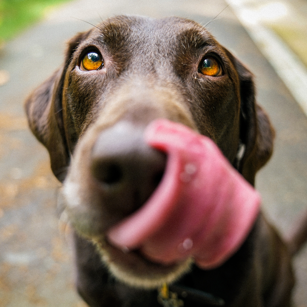 For the Lick of Dogs