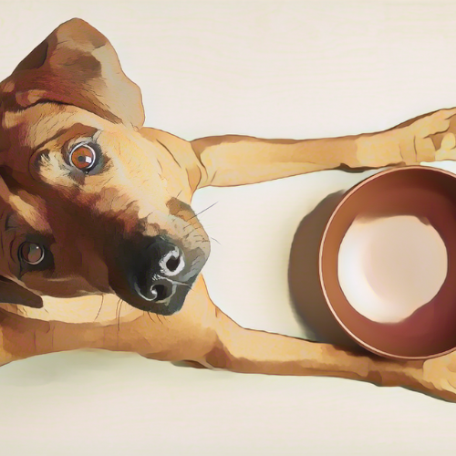 What to do when dogs go off their food