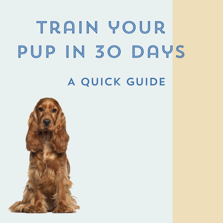 How to Train your Canine Companion in 30 Days
