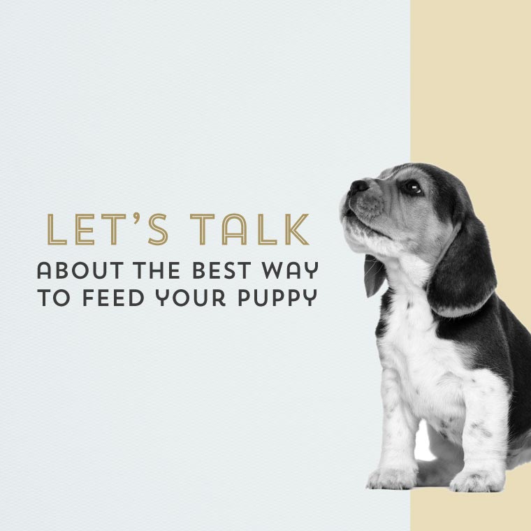 Beagle Puppy with header "Let's talk about the best way to feed your puppy"