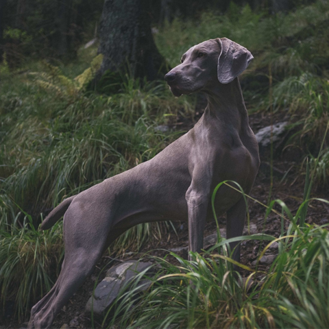 Maintaining glossy dog coats