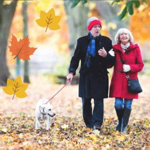 Autumn dog walks