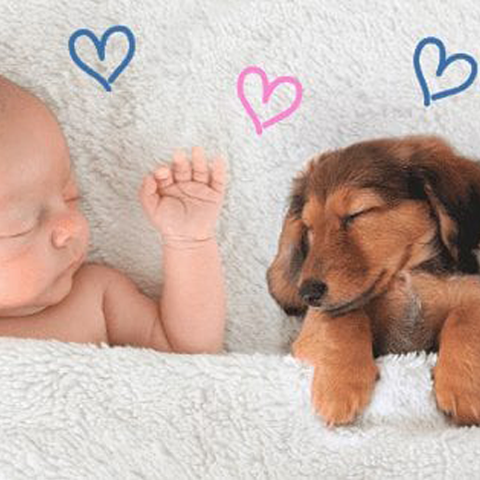 Prepare your furbaby for a new arrival