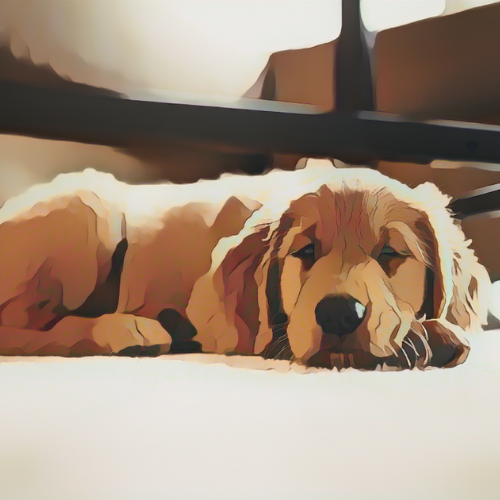 Top Wet and Dry Dog Foods for Sensitive Stomachs in the UK from Nature's Harvest