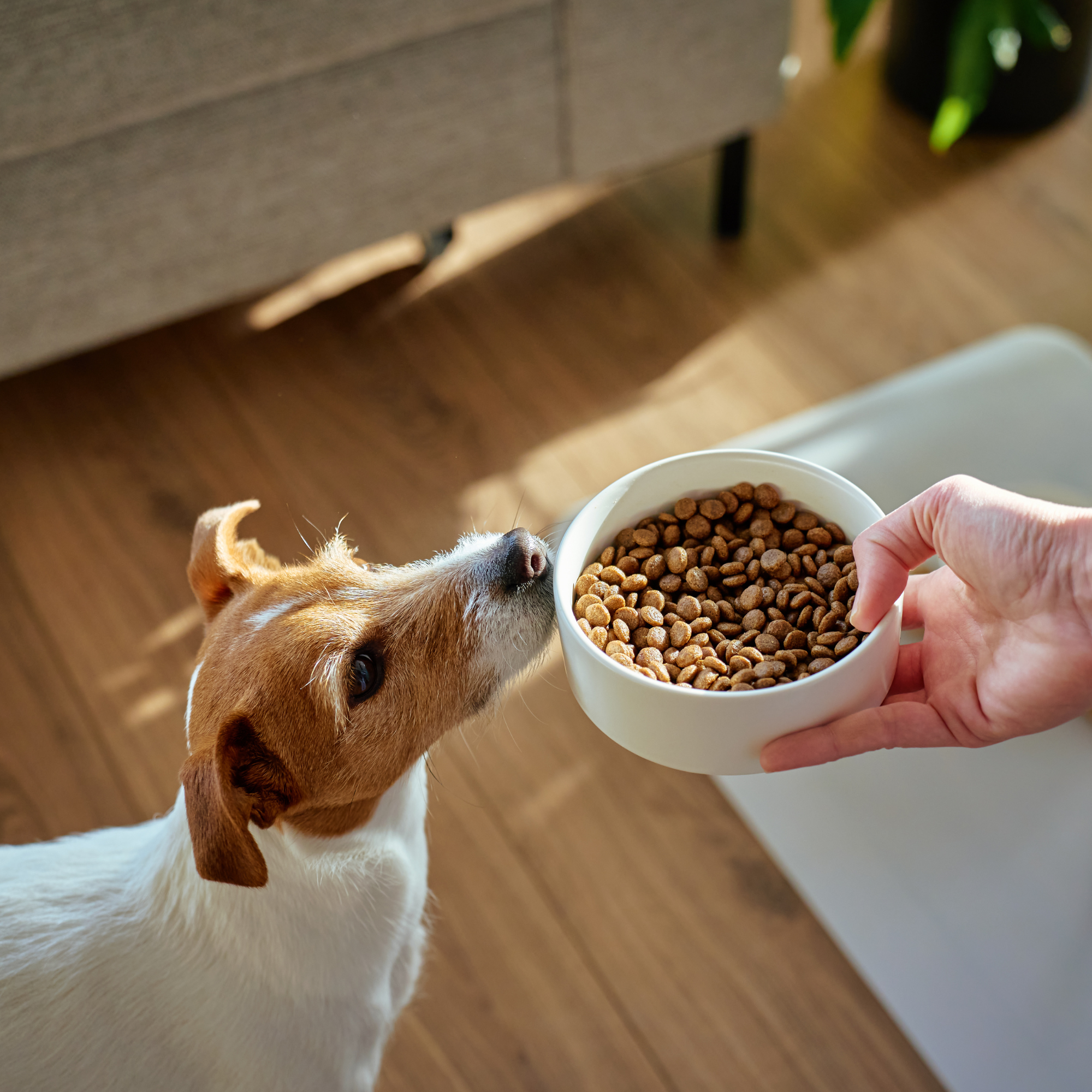 How to Create a Healthy Feeding Routine for your Dog