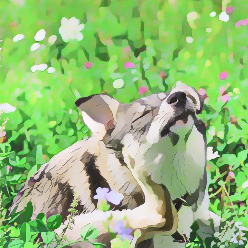 Can dog food cause itching? Signs, causes, and how to help