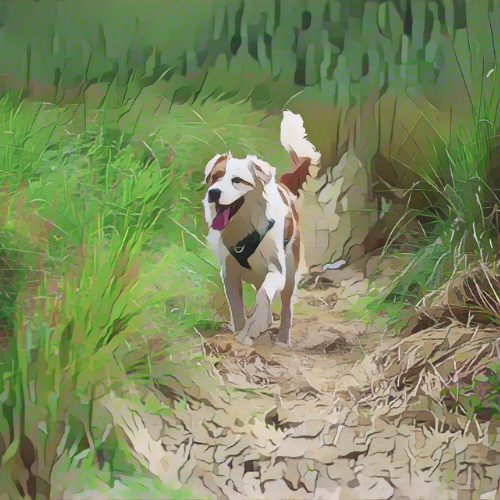 Fuel for Spring Adventures: Naturally Supporting Your Dog’s Energy