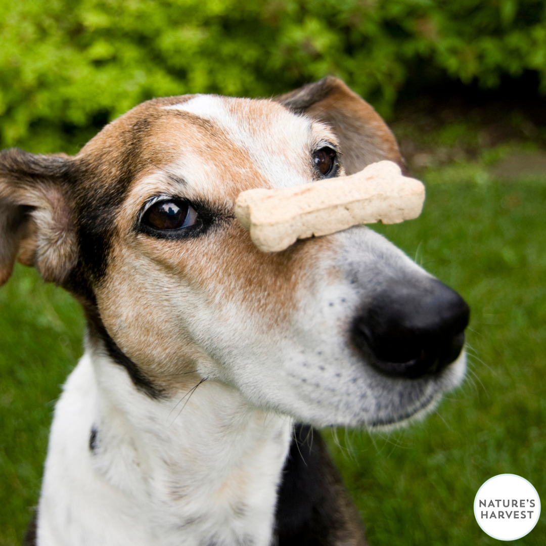 Homemade Banana and Peanut Butter Dog Treats