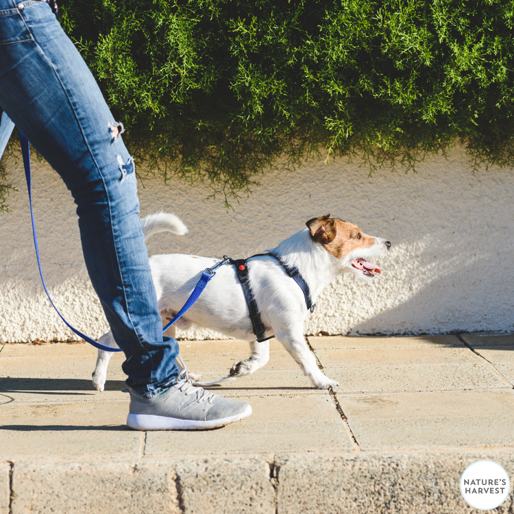 Top 10 Tips for Keeping Your Dog Safe on Walks – Nature's Harvest ...