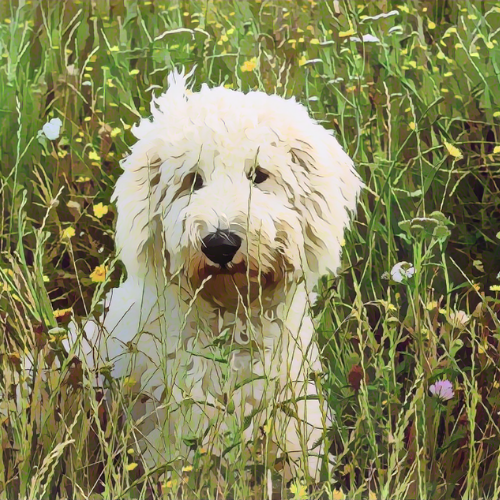 Why Do Dogs Eat Grass? Understanding Digestion, Diet and What Your Dog Might Be Telling You