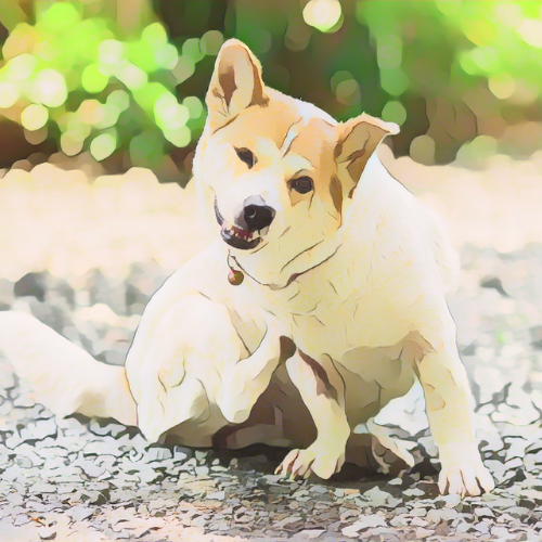 Itchy Dogs in Allergy Season: How Nutrition Can Help Soothe the Scratch