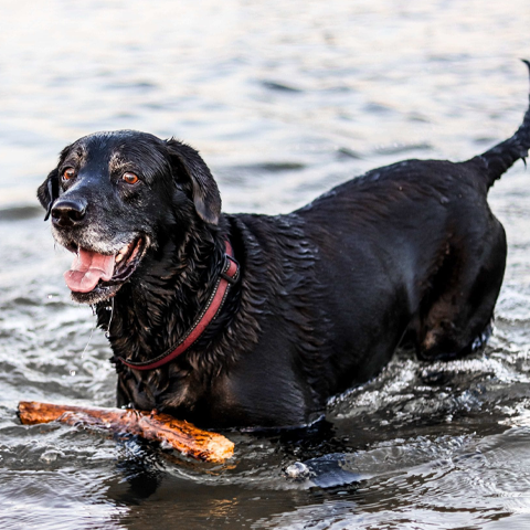 Swimming for dogs