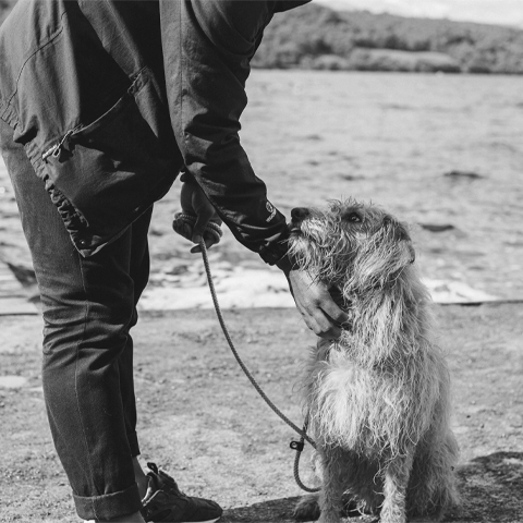 Dogs that pull on the lead