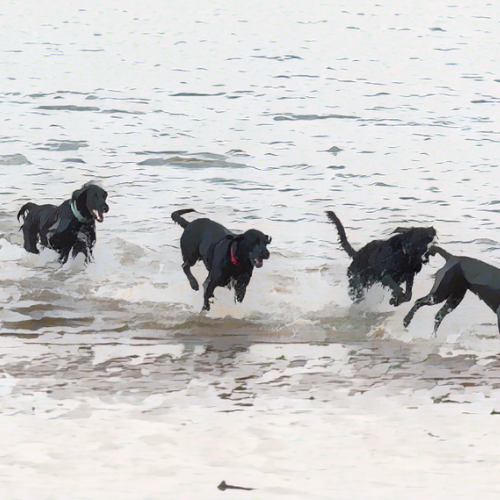 Benefits of Salmon and Sweet Potato in Dog Food: A Guide