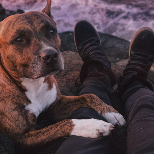 How does my dog recognise me?