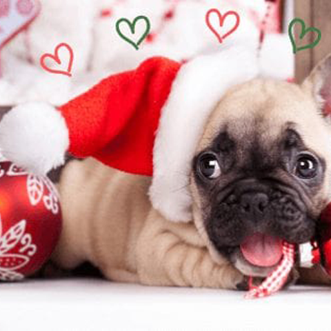 Puppy's first Christmas