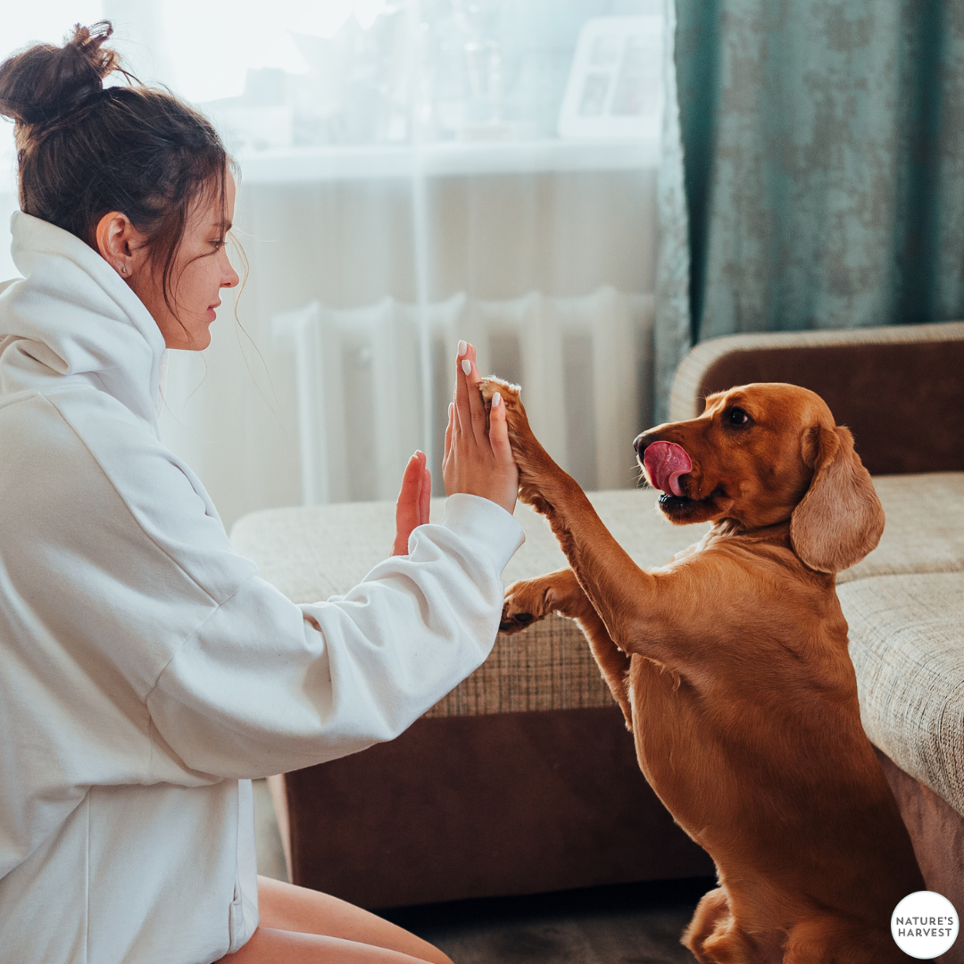 How Dogs Can Help Students Through Their Exam Stress