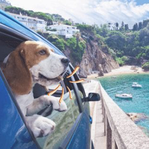 Summer holidays are coming