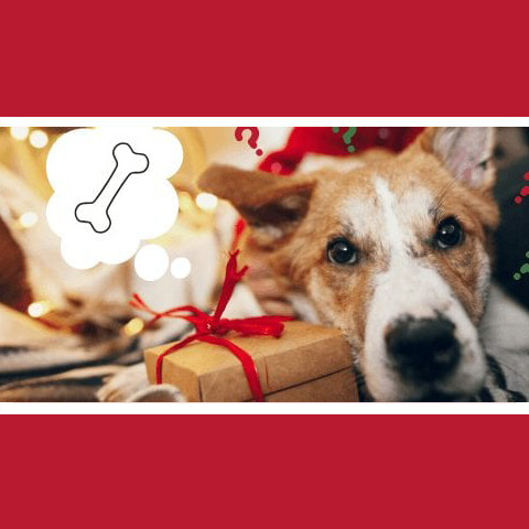 Christmas gift guide for your dog