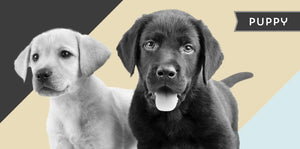 Labrador puppies