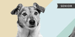 Senior Jack Russel dog