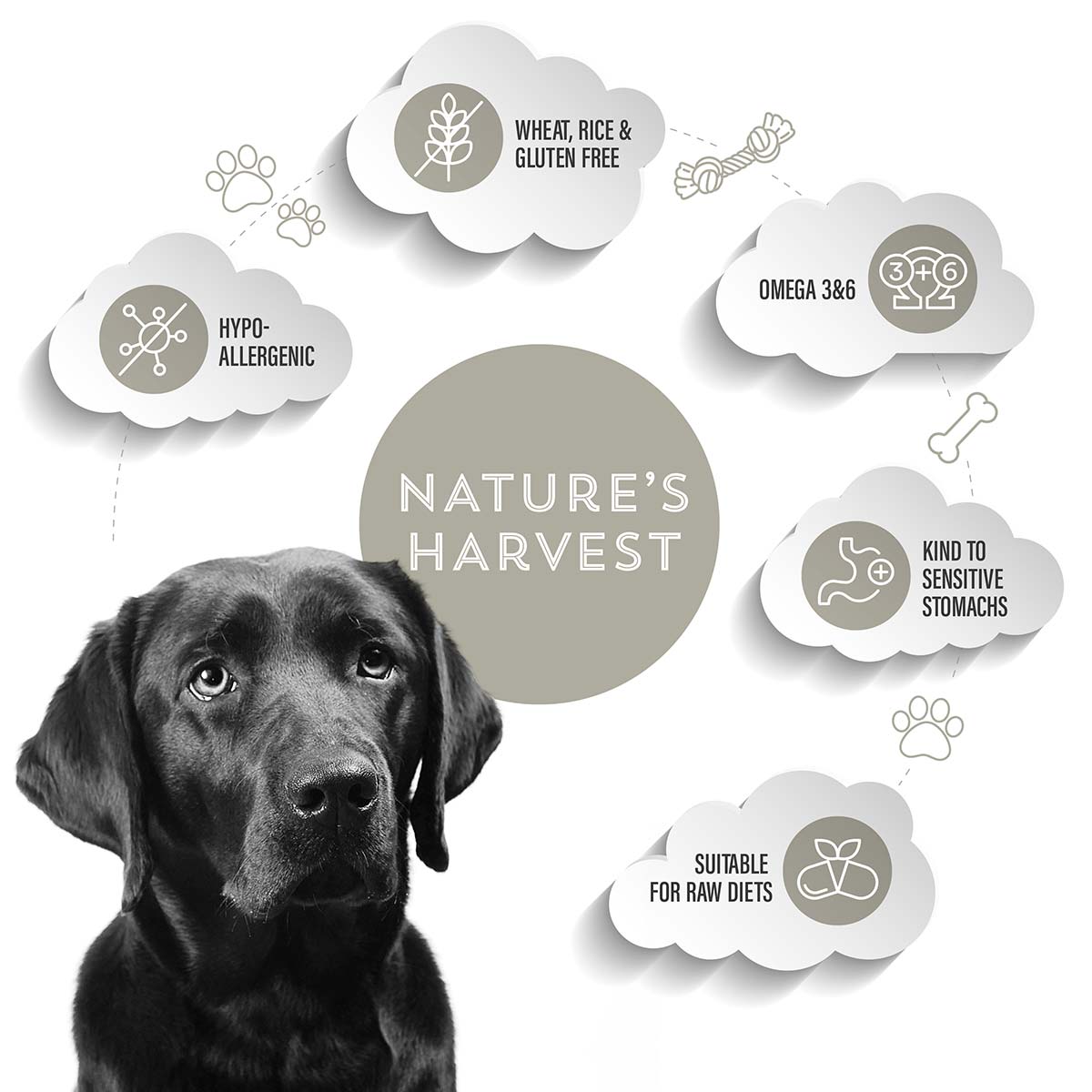 Top Rated Natural Prebiotic Dog Food Brands For Skin Issues photo