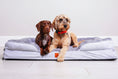 Load image into Gallery viewer, The Belgravia Orthopaedic Dog Sofa
