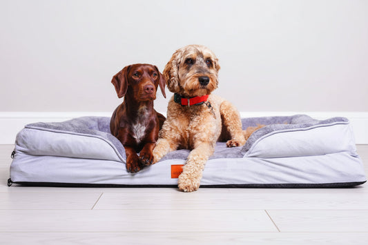 The Belgravia Orthopaedic Dog Sofa