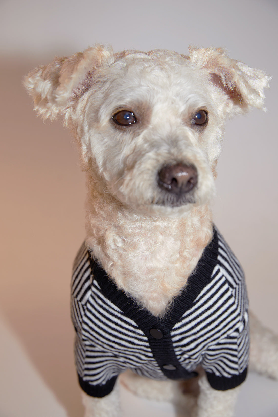 Zig Zag Cardigan Sweater