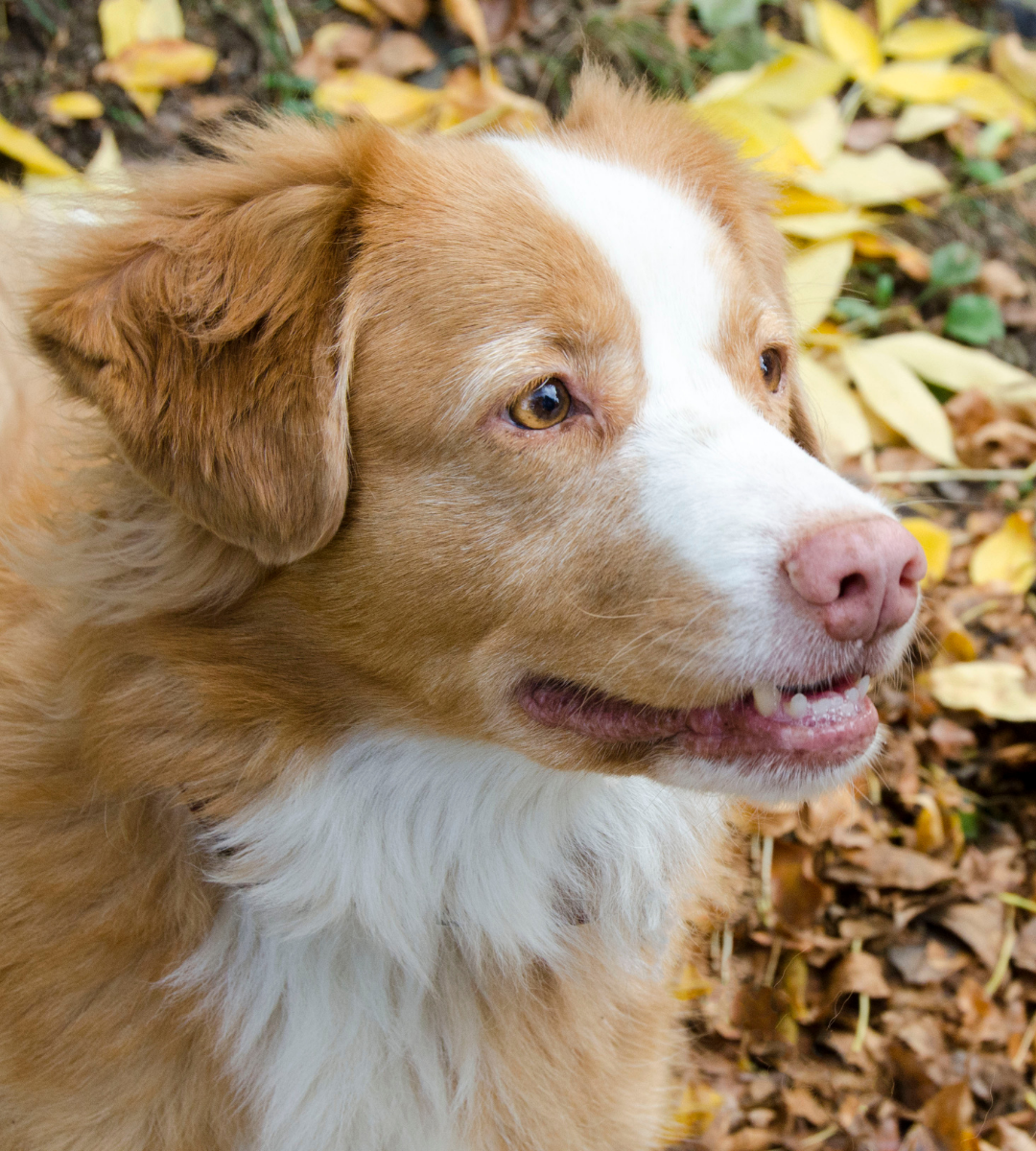 Golden and white dog enjoying the outdoors
